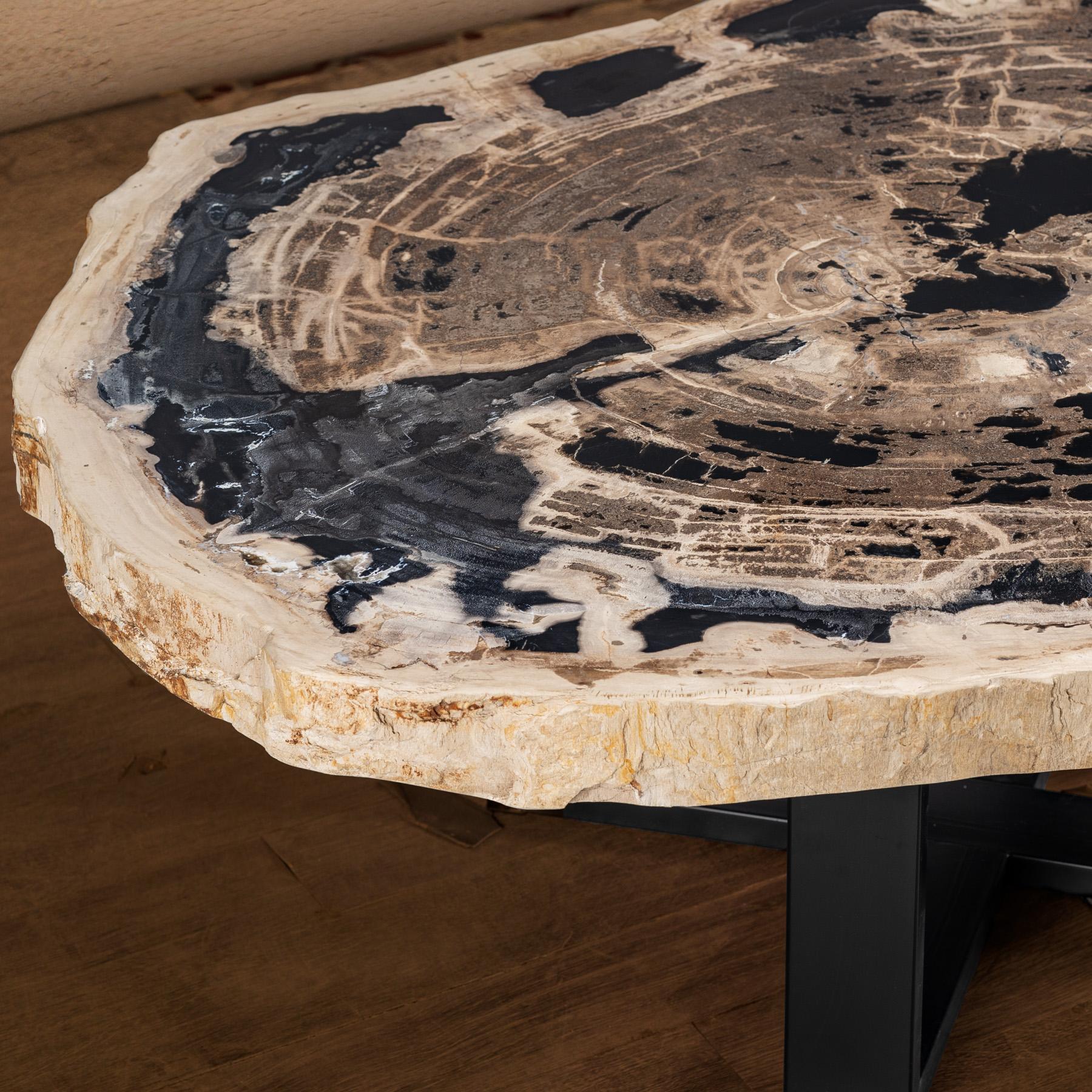 Powder-Coated Center or Coffee Table, Natural Shape, Petrified Wood with Metal Base