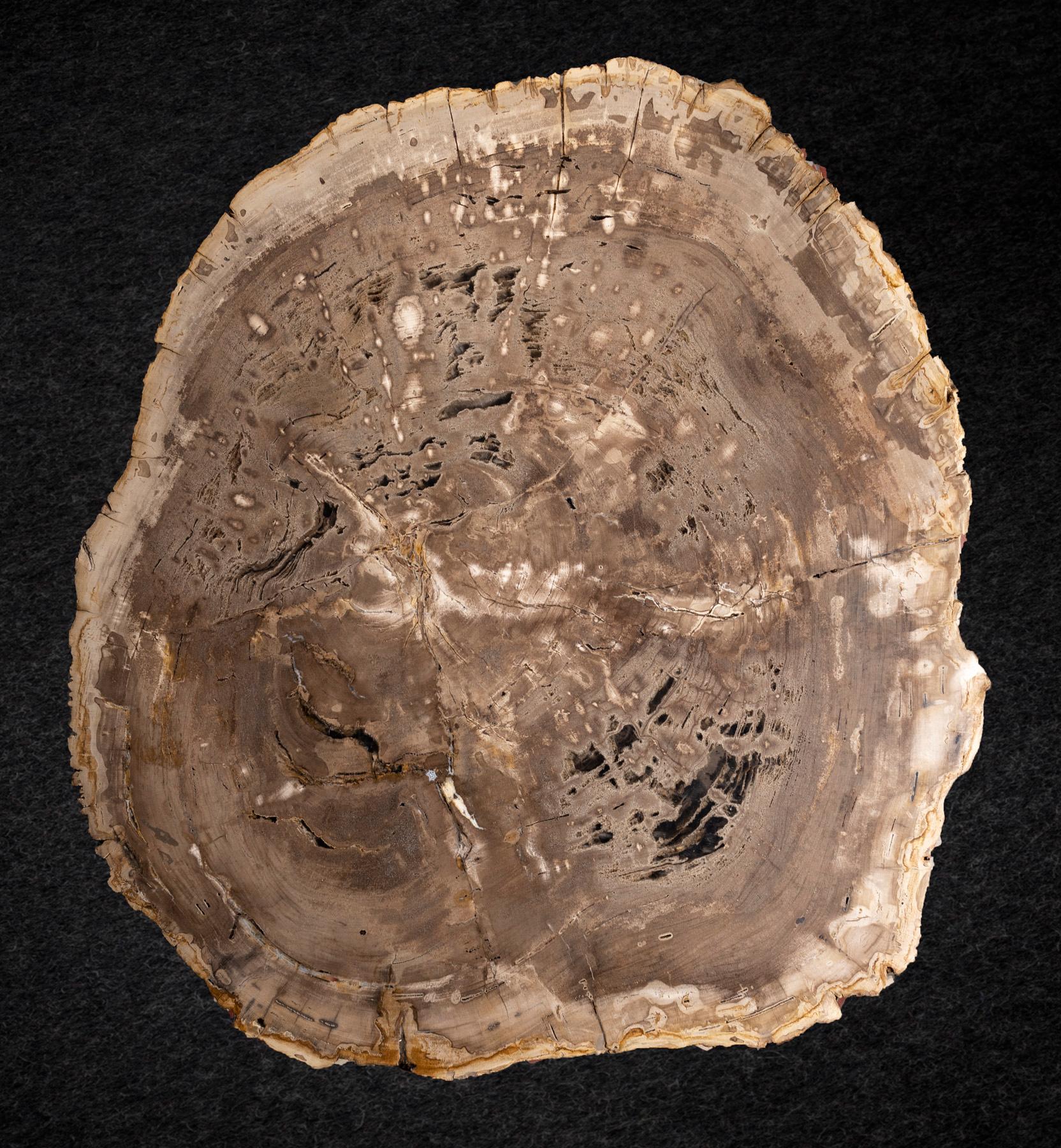Mexican Center or Coffee Table, Natural Shape, Petrified Wood with Metal Base