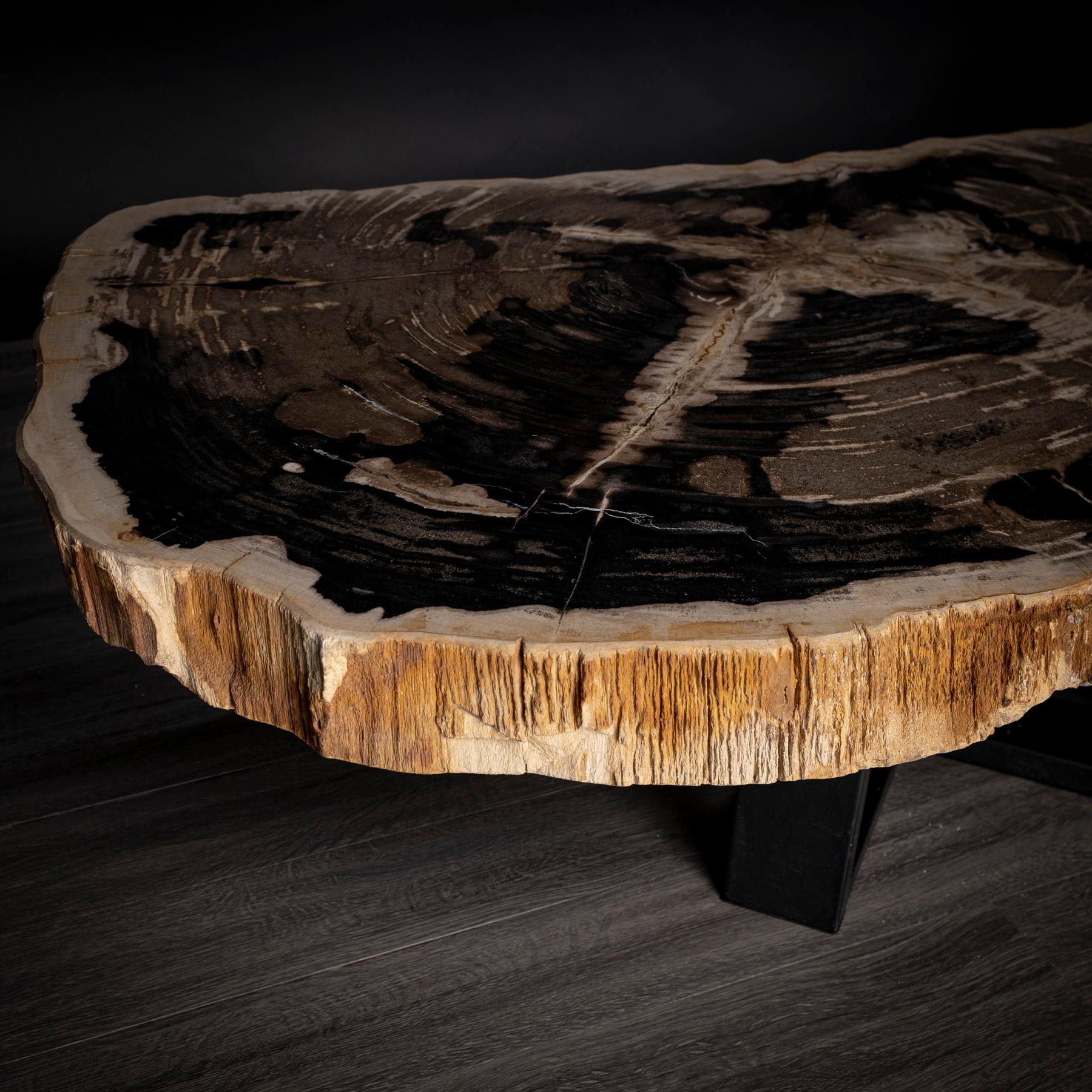 Center or Coffee Table, Natural Shape, Petrified Wood with Metal Base In New Condition In Polanco, CDMX