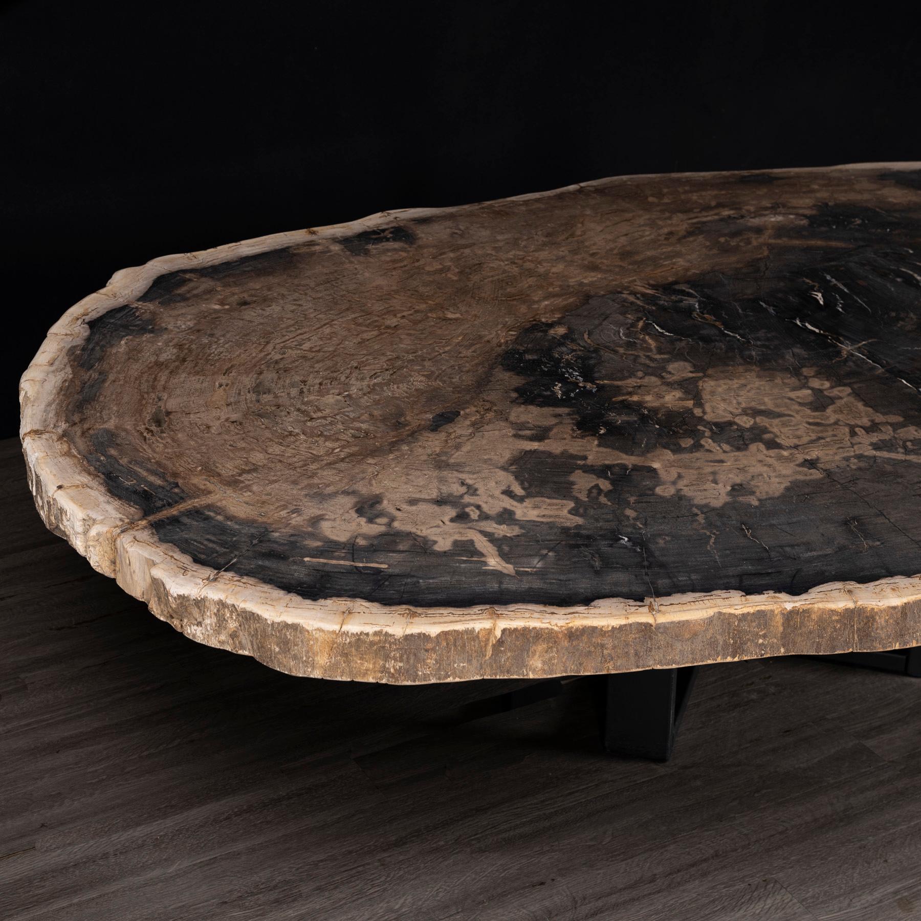 Polished Center or Coffee Table, Natural Shape, Petrified Wood with Metal Base For Sale