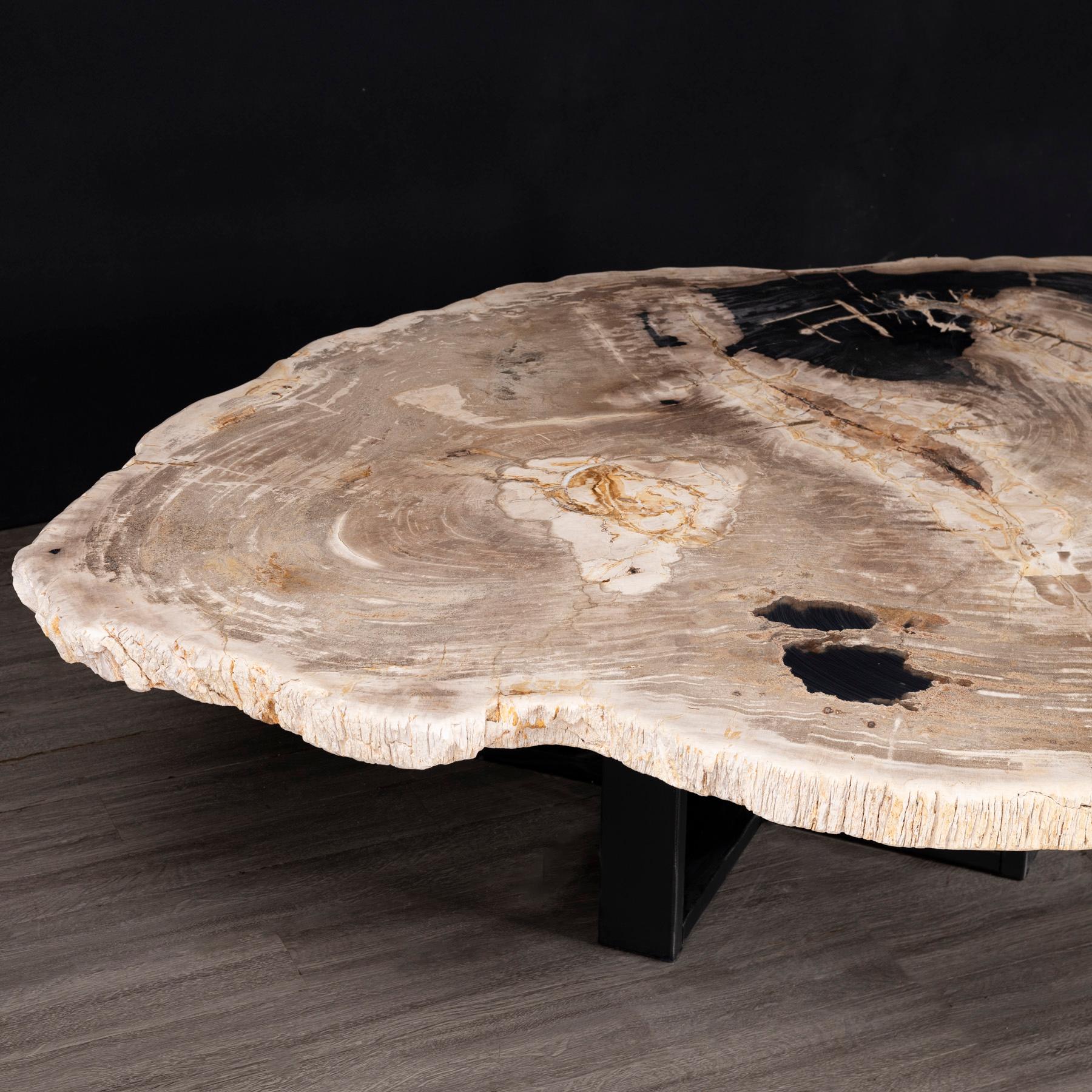 Mexican Center or Coffee Table, Natural Shape, Petrified Wood with Metal Base