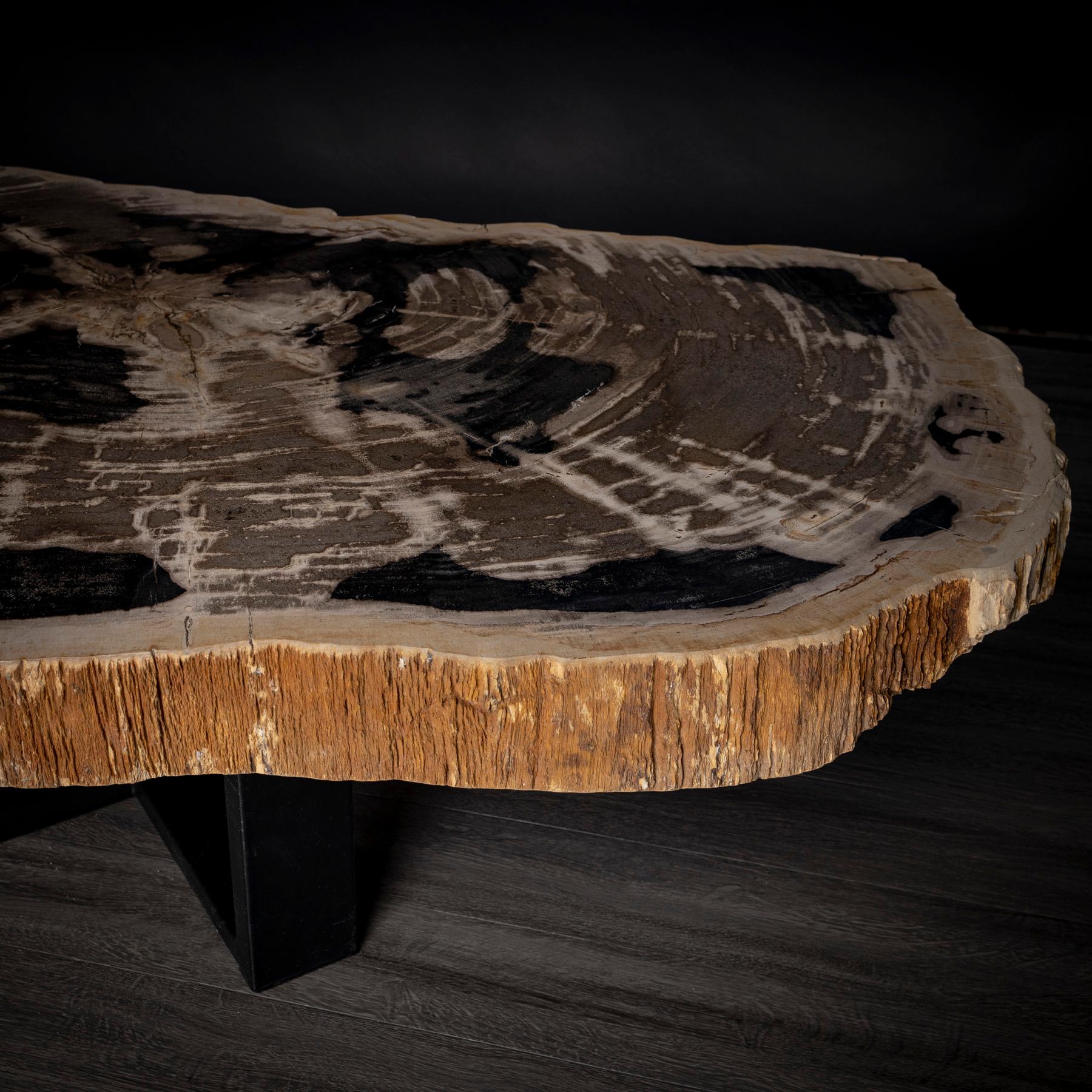 Contemporary Center or Coffee Table, Natural Shape, Petrified Wood with Metal Base