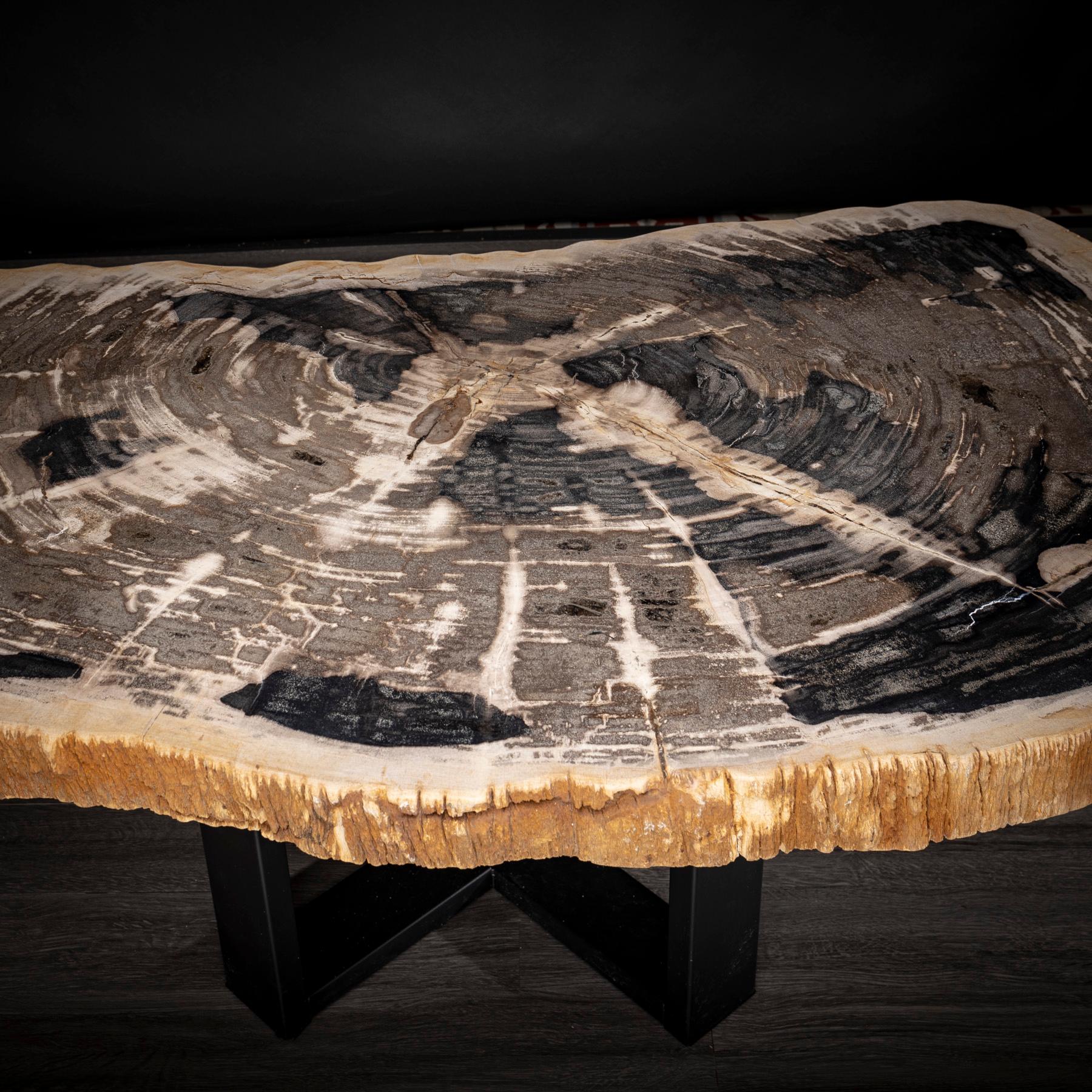 Contemporary Center or Coffee Table, Natural Shape, Petrified Wood with Metal Base