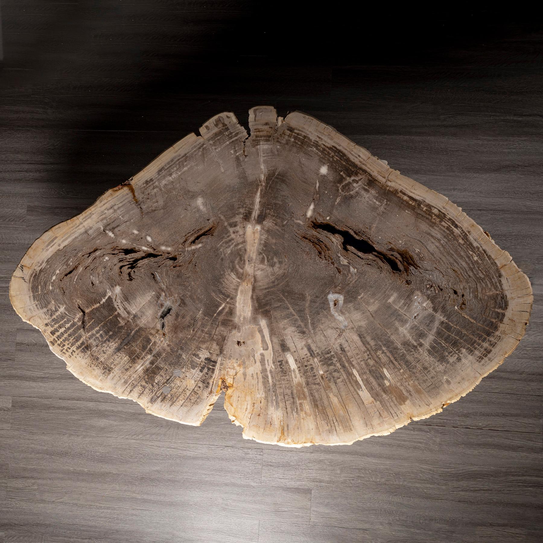 Contemporary Center or Coffee Table, Natural Shape, Petrified Wood with Metal Base For Sale