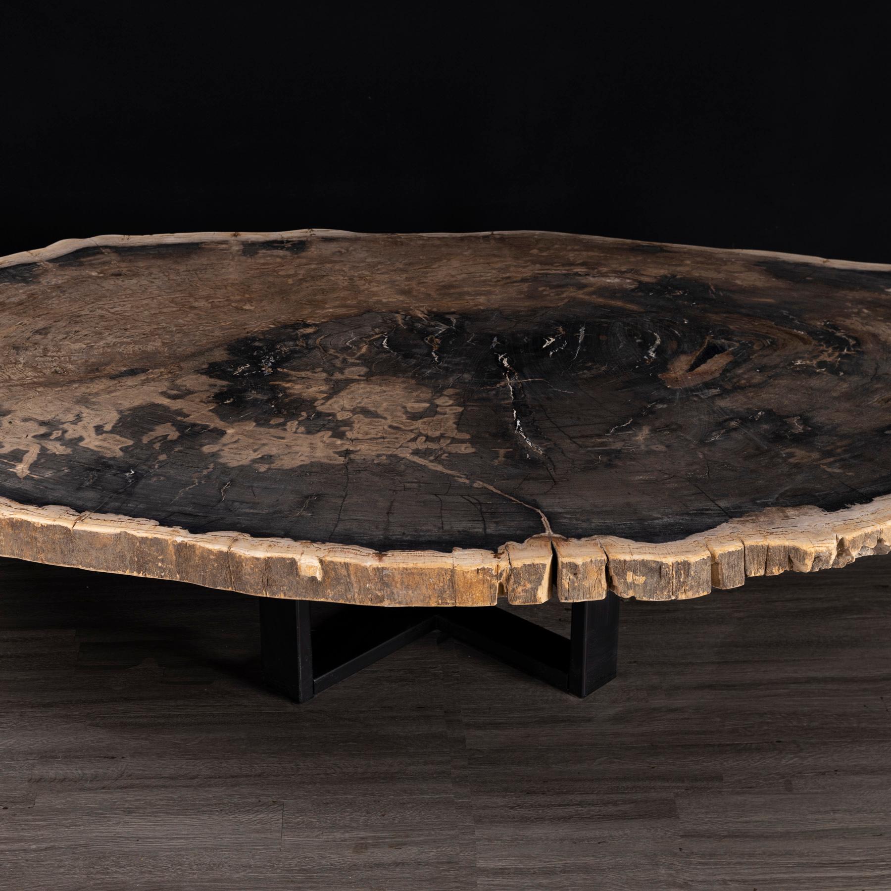 Mexican Center or Coffee Table, Natural Shape, Petrified Wood with Metal Base