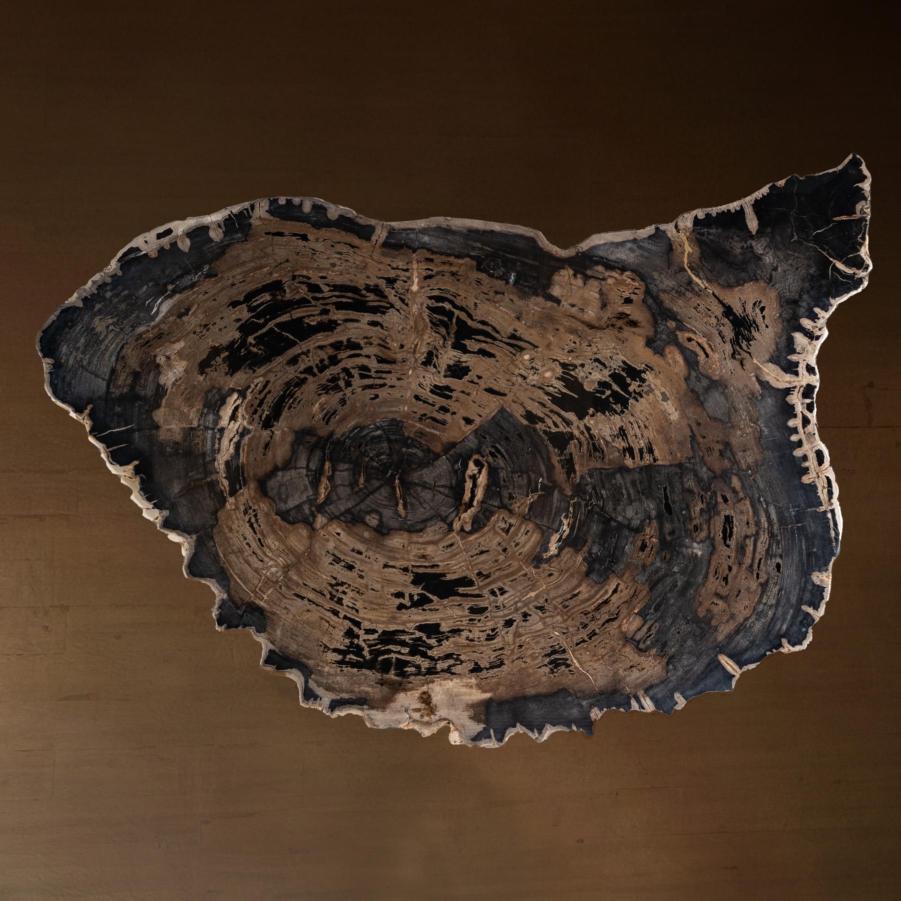 Contemporary Center or Coffee Table, Natural Shape, Petrified Wood with Metal Base For Sale