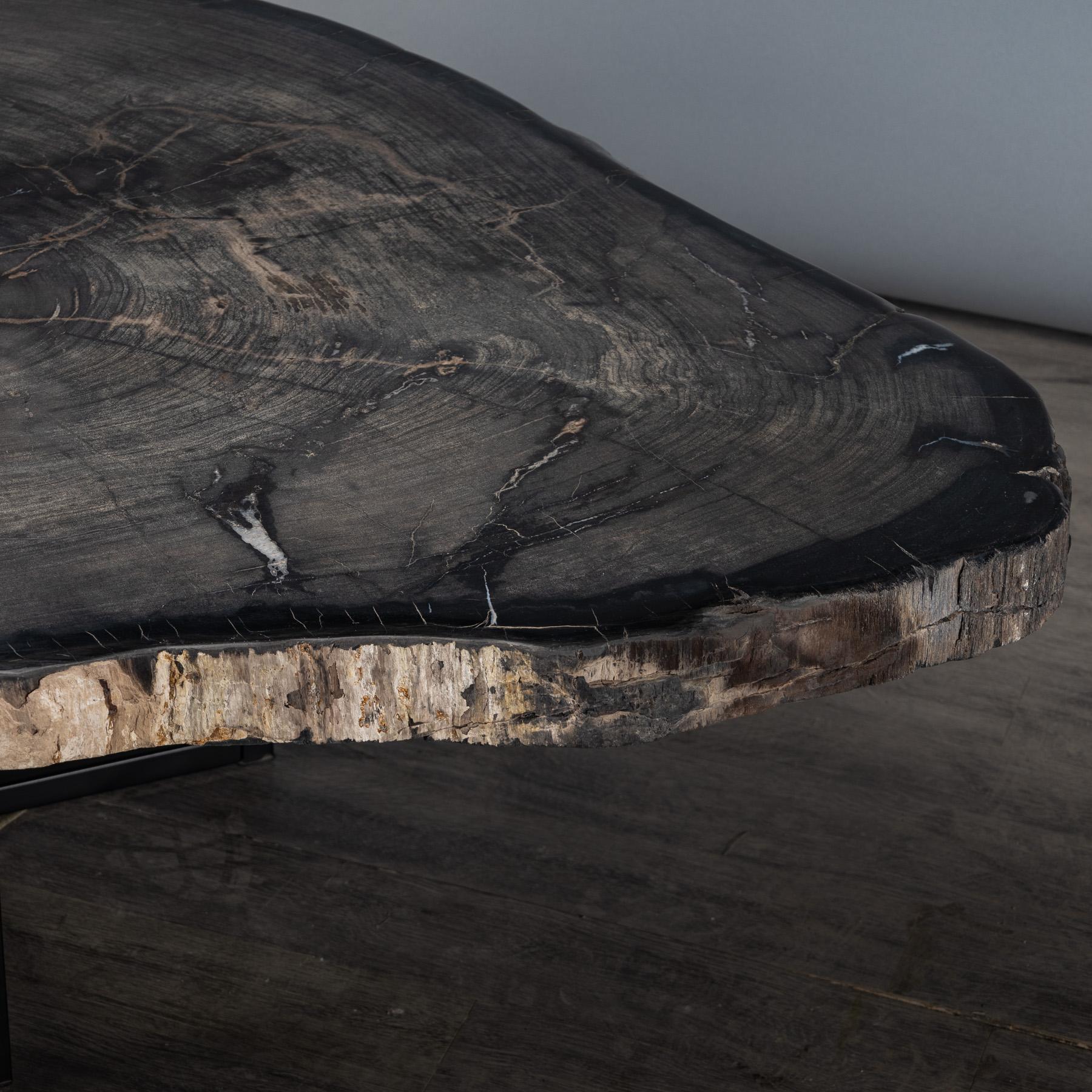 Contemporary Center or Coffee Table, Natural Shape, Petrified Wood with Metal Base