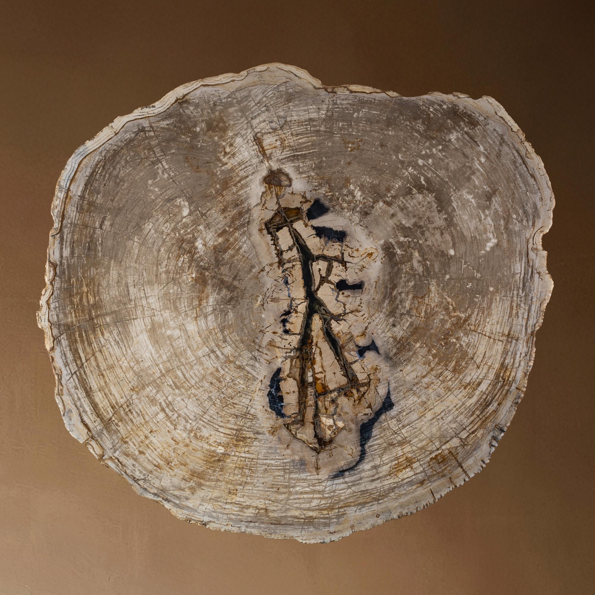 XXIe siècle et contemporain Table centrale ou table basse, de forme naturelle, bois pétrifié avec base en métal en vente