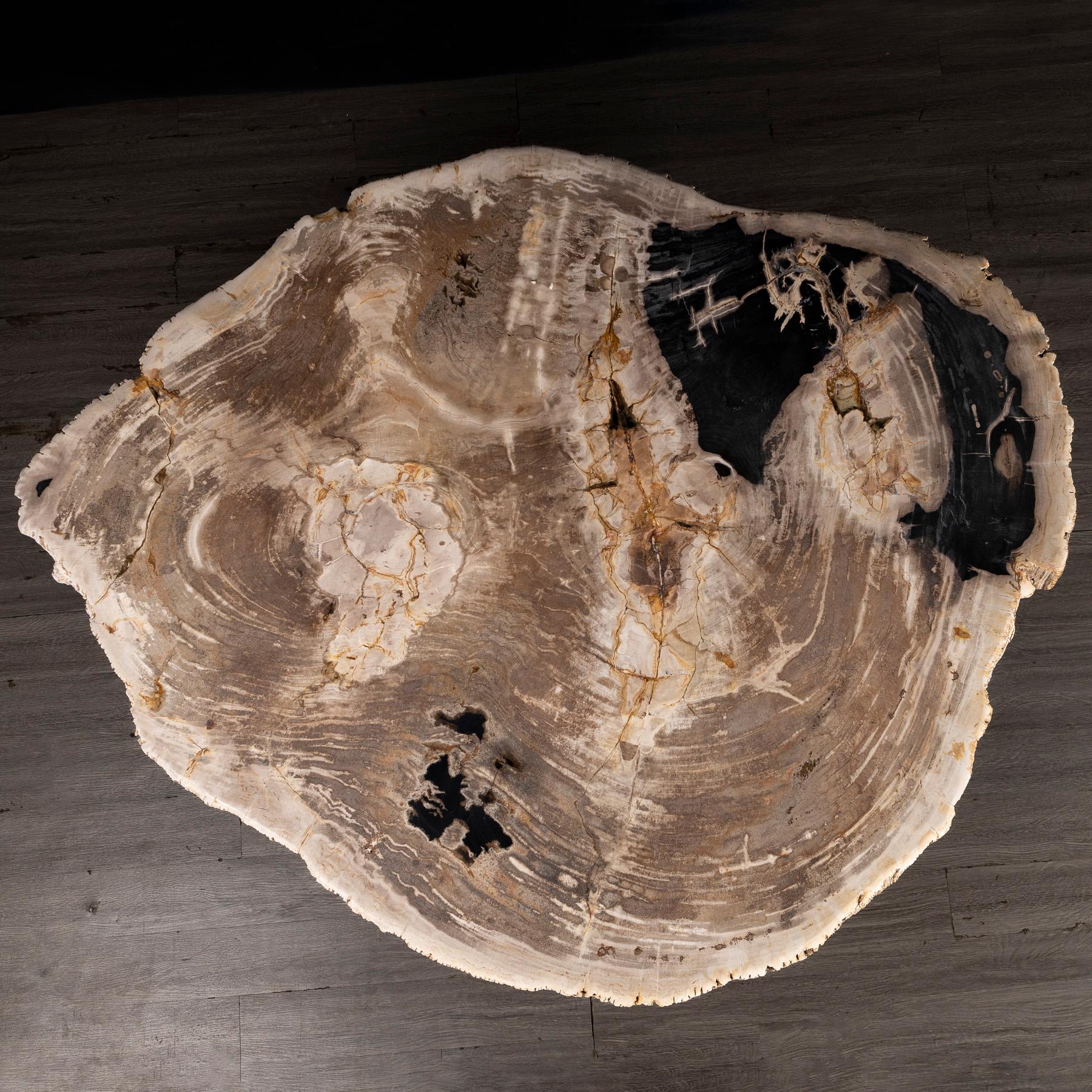 Center or Coffee Table, Natural Shape, Petrified Wood with Metal Base 1