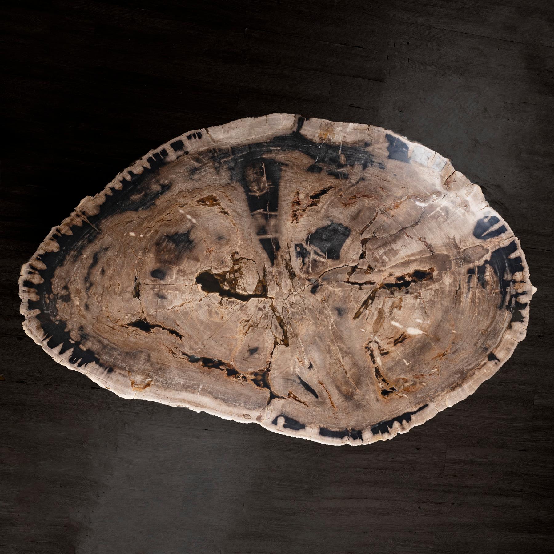 Polished Center or Coffee Table, Natural Shape, Petrified Wood with Metal Base For Sale