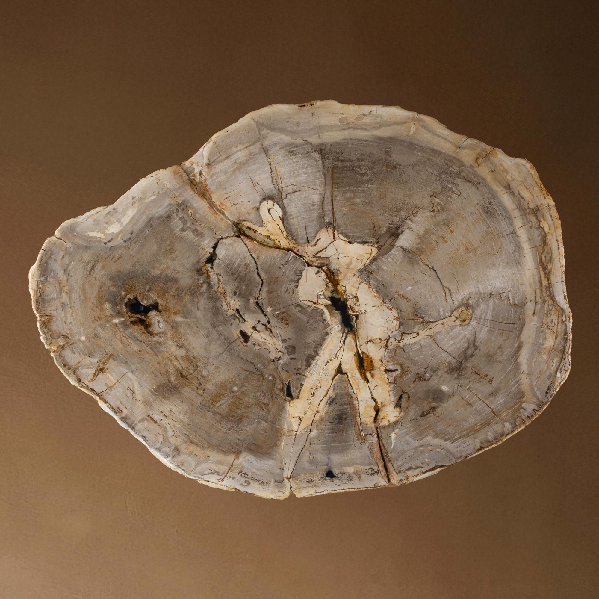 Metallo Tavolino da centro o da caffè in legno pietrificato, forma naturale e base in metallo, Miocene in vendita