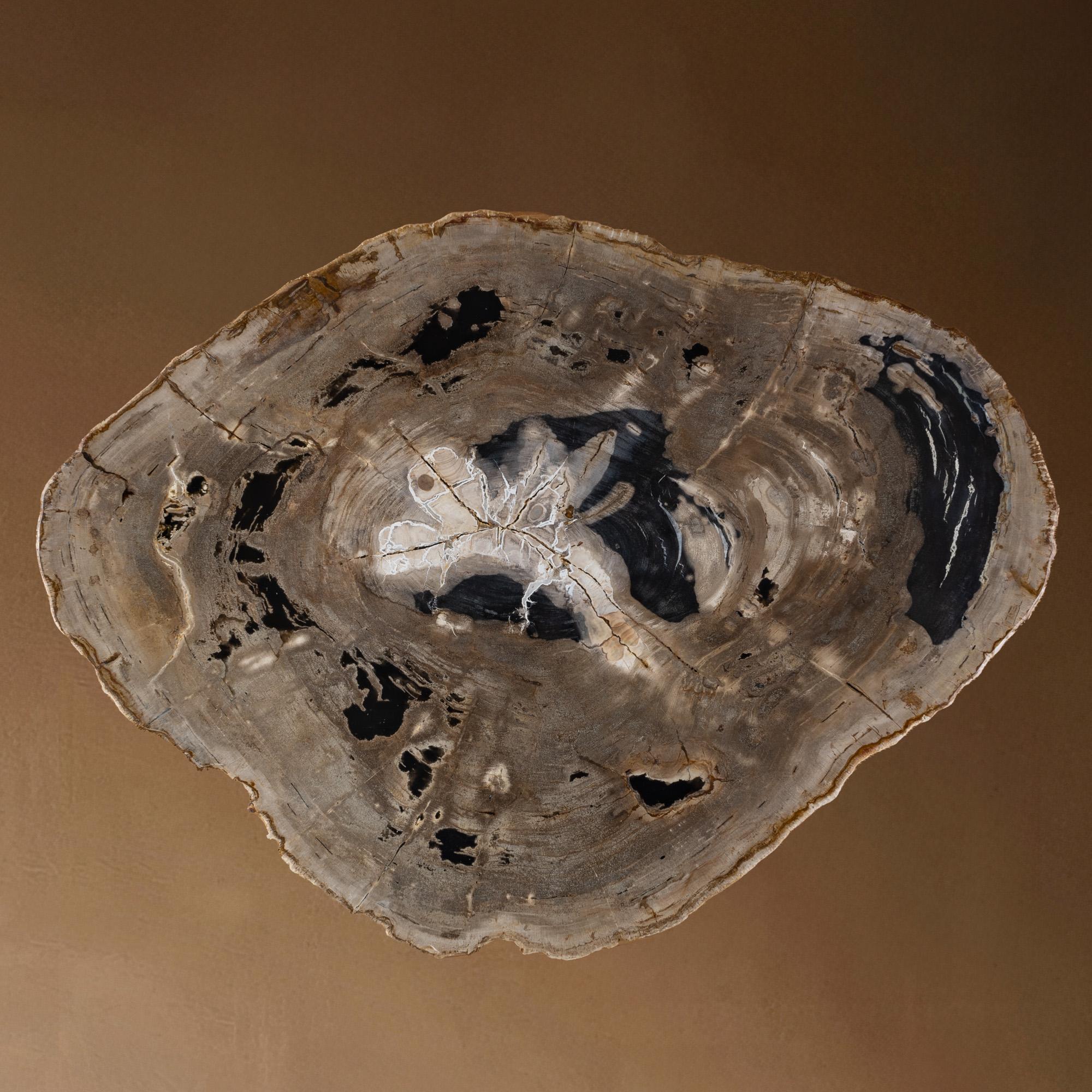20 Myr Petrified Wood Center or Coffee Table, Natural Shape with Metal Base For Sale 1