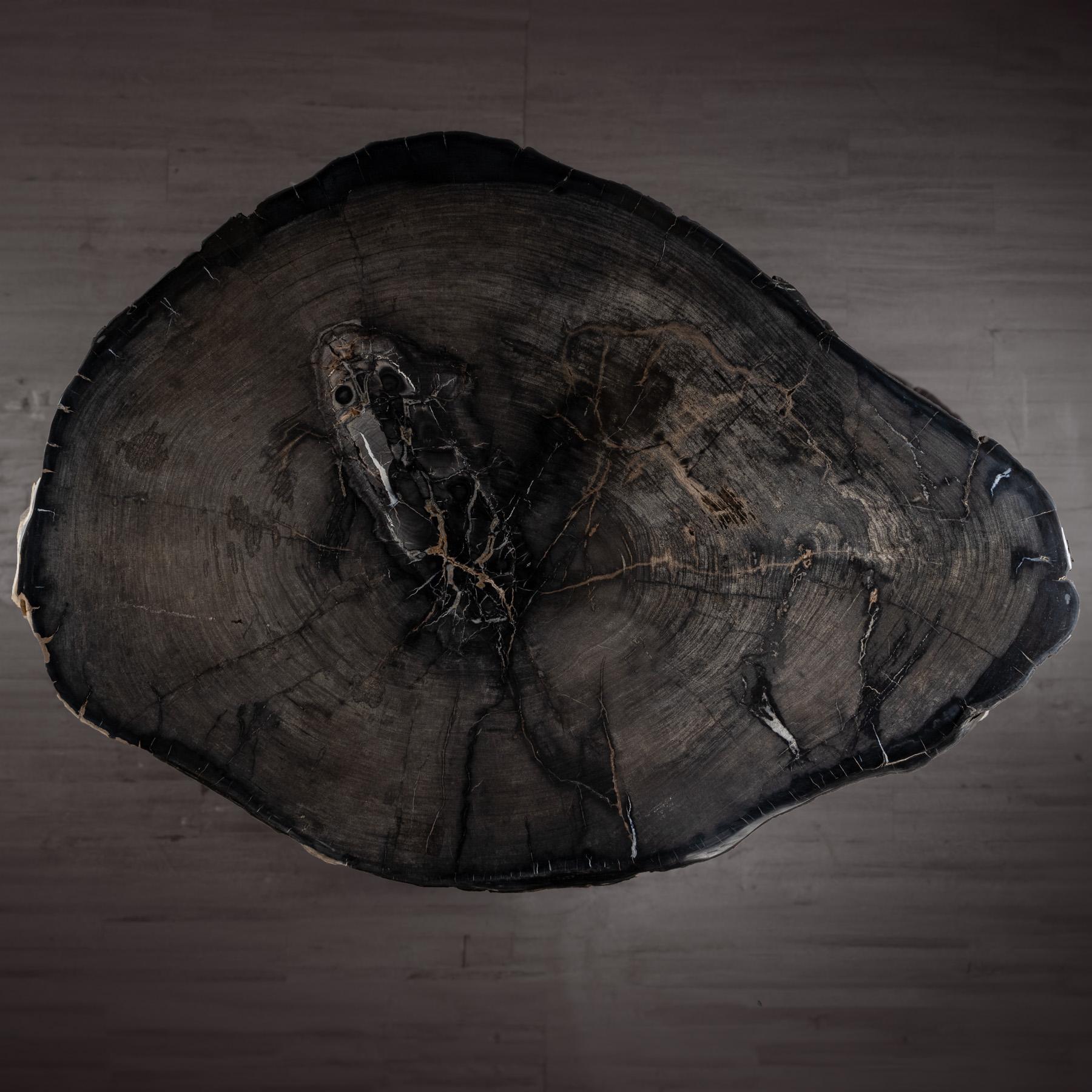 Center or Coffee Table, Natural Shape, Petrified Wood with Metal Base 2