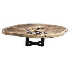 Center or Coffee Table, Natural Shape, Petrified Wood with Metal Base