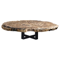 Center or Coffee Table, Natural Shape, Petrified Wood with Metal Base