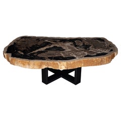 Center or Coffee Table, Natural Shape, Petrified Wood with Metal Base