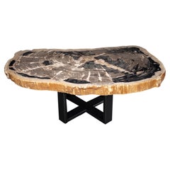 Center or Coffee Table, Natural Shape, Petrified Wood with Metal Base