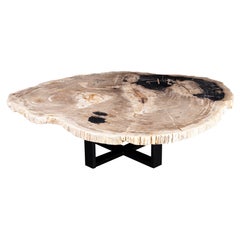 Center or Coffee Table, Natural Shape, Petrified Wood with Metal Base
