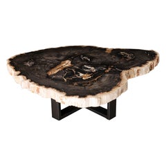 Center or Coffee Table, Natural Shape, Petrified Wood with Metal Base
