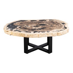 Center or Coffee Table, Natural Shape, Petrified Wood with Metal Base