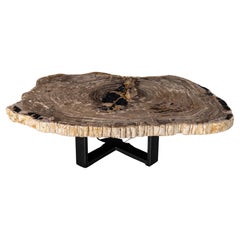 Center or Coffee Table, Natural Shape, Petrified Wood with Metal Base