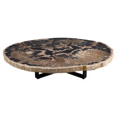 Center or Coffee Table, Natural Shape, Petrified Wood with Metal Base