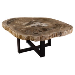 Petrified Wood Center or Coffee Table, Natural Shape and Metal Base, Meocene era
