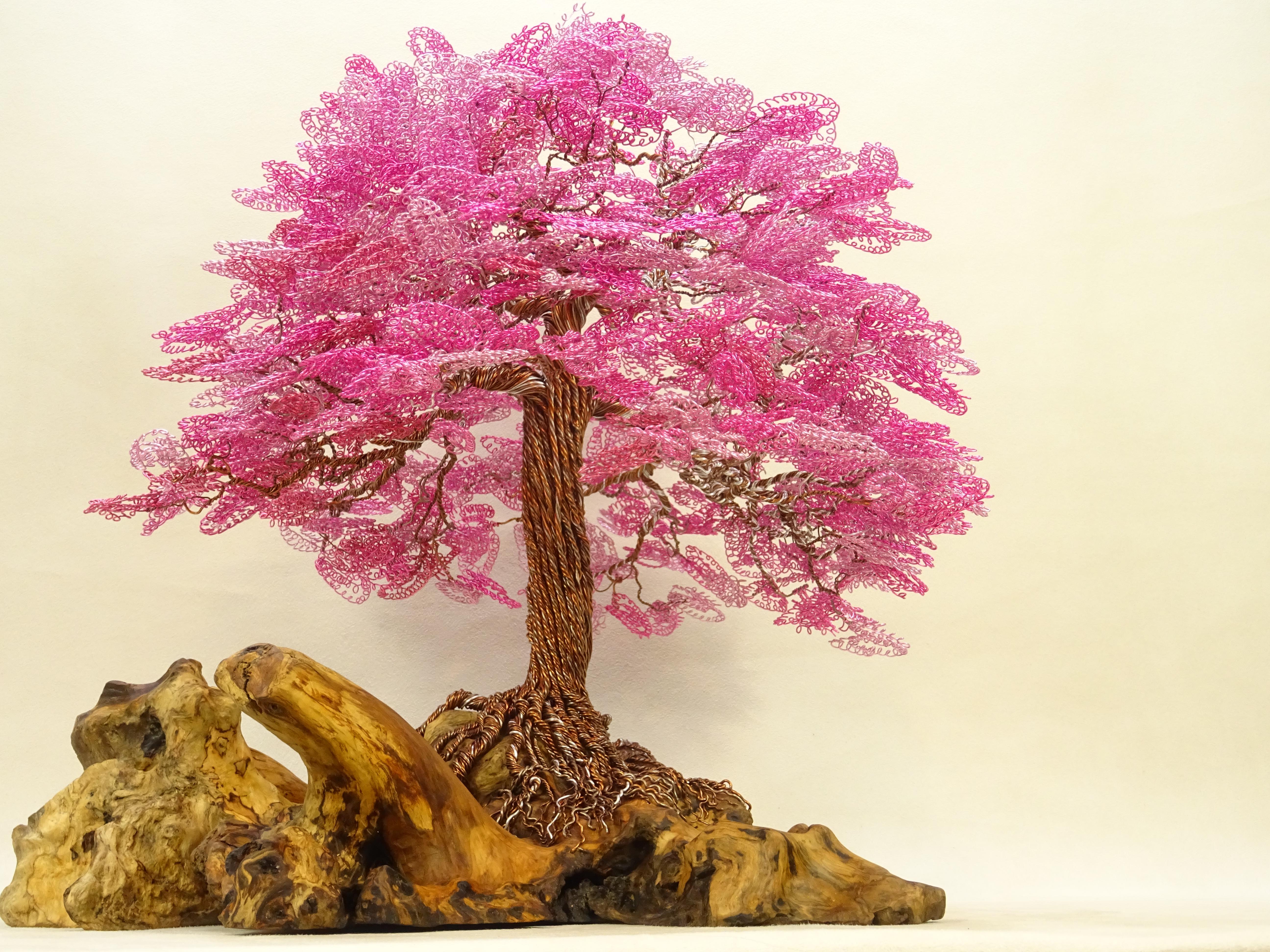 redbud bonsai