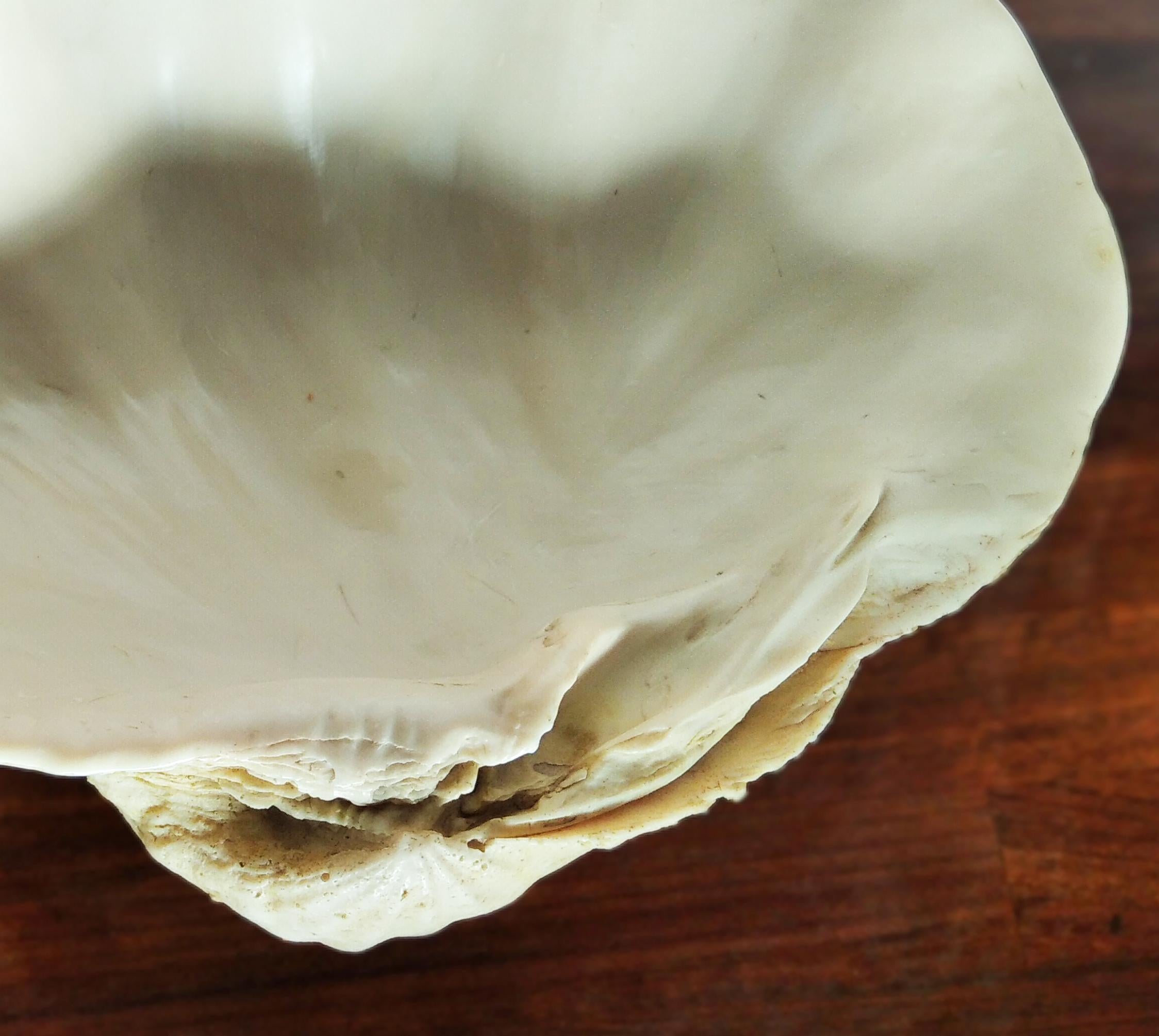 Centrotavola Conchiglia grande con ottone 2