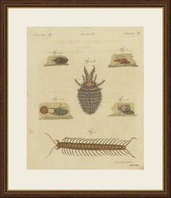 Centipede, Dung Beetle and Ant Lion, Antique Bertuch Print, circa 1805