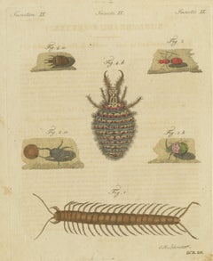 Centipede, Dung Beetle and Ant Lion, Antique Bertuch Print, circa 1805
