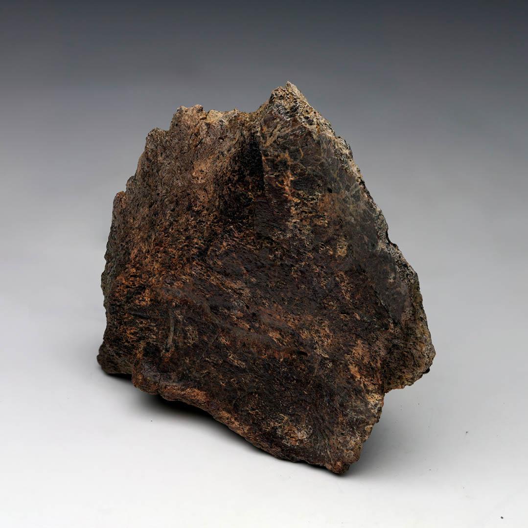 This striking fossil is an epi-occipital from a Centrosaurus, a genus of ceratopsian dinosaur renowned for its ornate frill and forward-curving nasal horn. These small, spike-like bones lined the edge of the frill and were likely used for display or