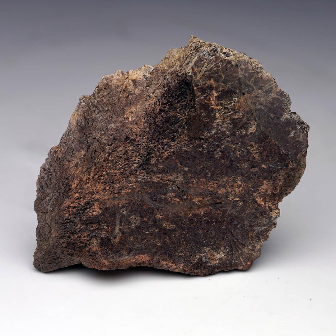 Questo sorprendente fossile è un epi-occipitale di un Centrosaurus, un genere di dinosauro ceratopsiano famoso per il suo ornato fronzolo e il corno nasale ricurvo in avanti. Queste piccole ossa, simili a spuntoni, erano allineate sul bordo della