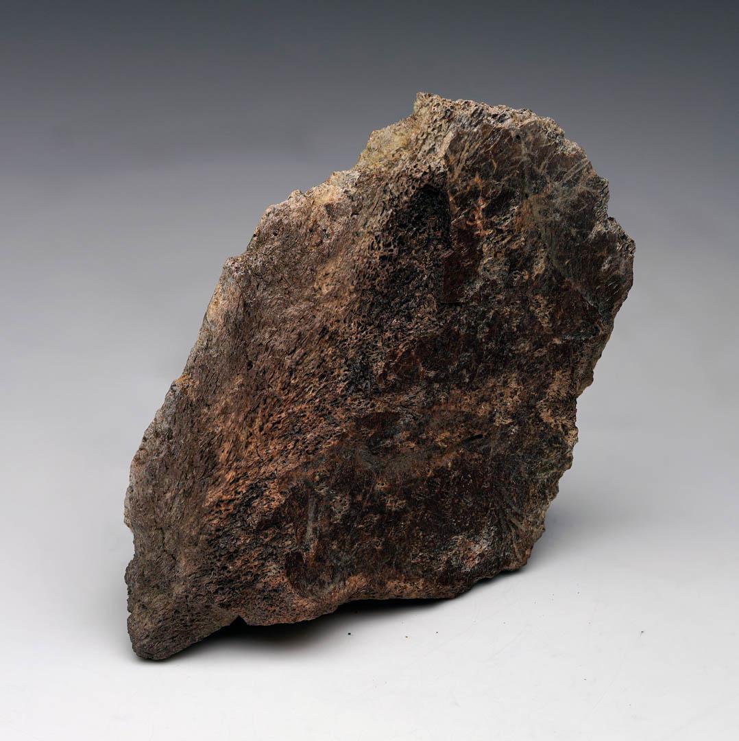 Osso epi-occipitale di Centrosauro (branchia della testa) In condizioni ottime in vendita a New York, NY