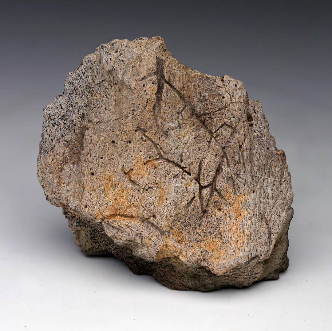 Fino al XVIII secolo Osso epi-occipitale di Centrosauro (branchia della testa) in vendita