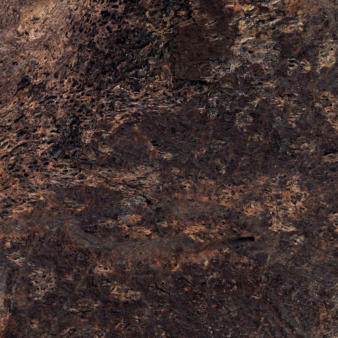 Altro Osso epi-occipitale di Centrosauro (branchia della testa) in vendita