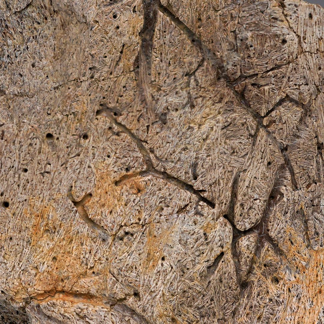 Osso epi-occipitale di Centrosauro (branchia della testa) in vendita 2