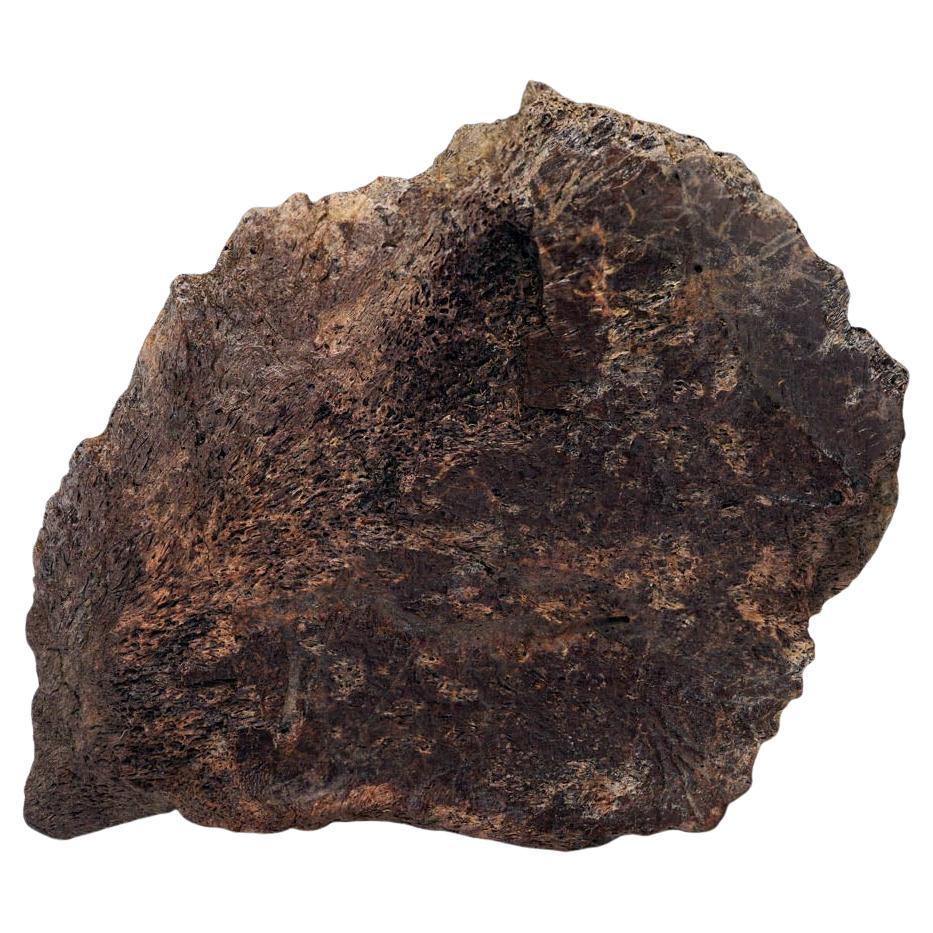 Centrosaurus Epi-Occipital Bone (Head Frill) For Sale