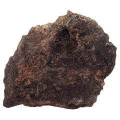 Antique Centrosaurus Epi-Occipital Bone (Head Frill)