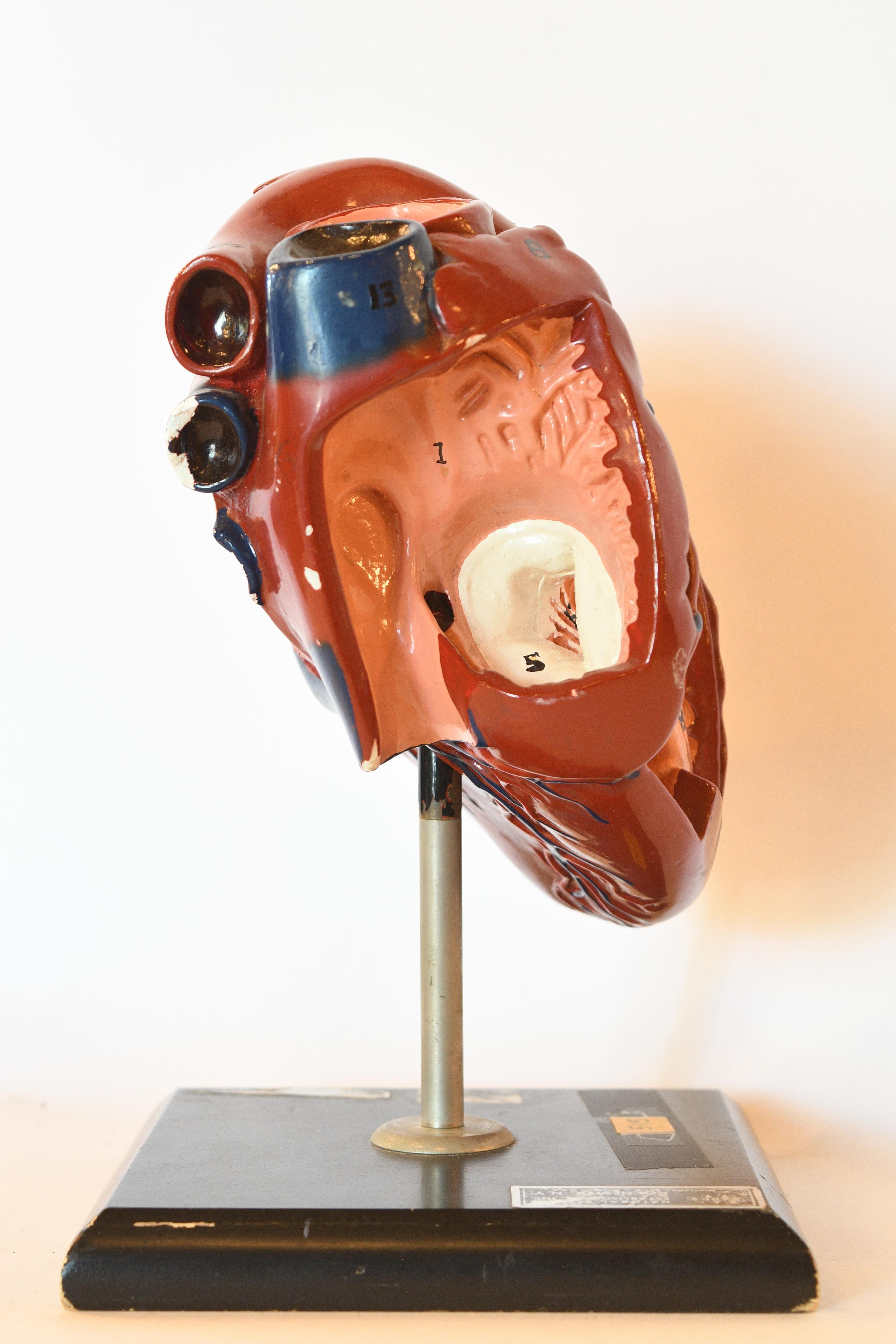 This incredible hand painted ceramic anatomical heart is set on a metal rod connected to a simple black painted wood base. A makers sticker is hard to make out but the heart was produced by Ward’s Science out of Rochester, New York. Some small chips