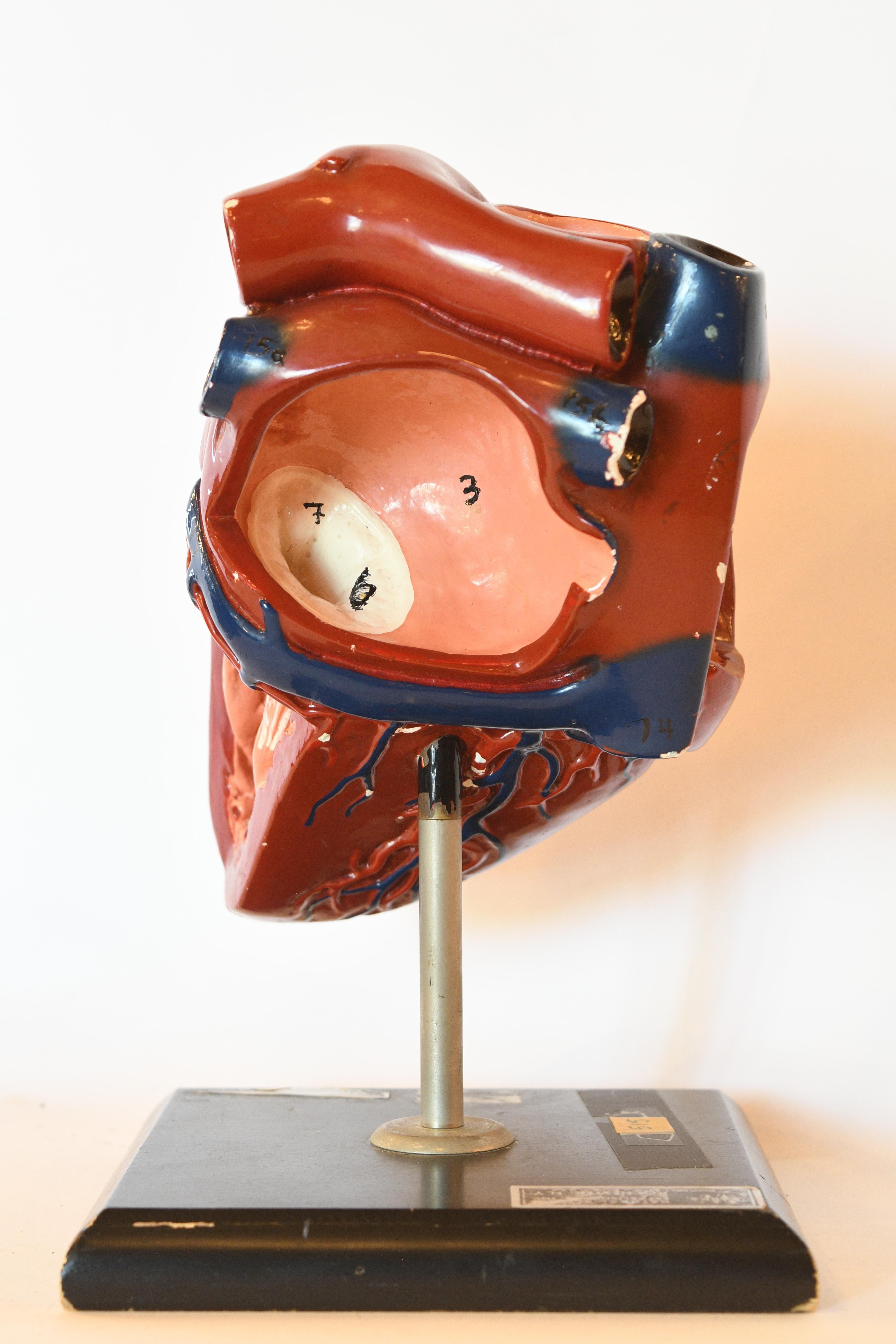 Other Ceramic Anatomical Heart Model