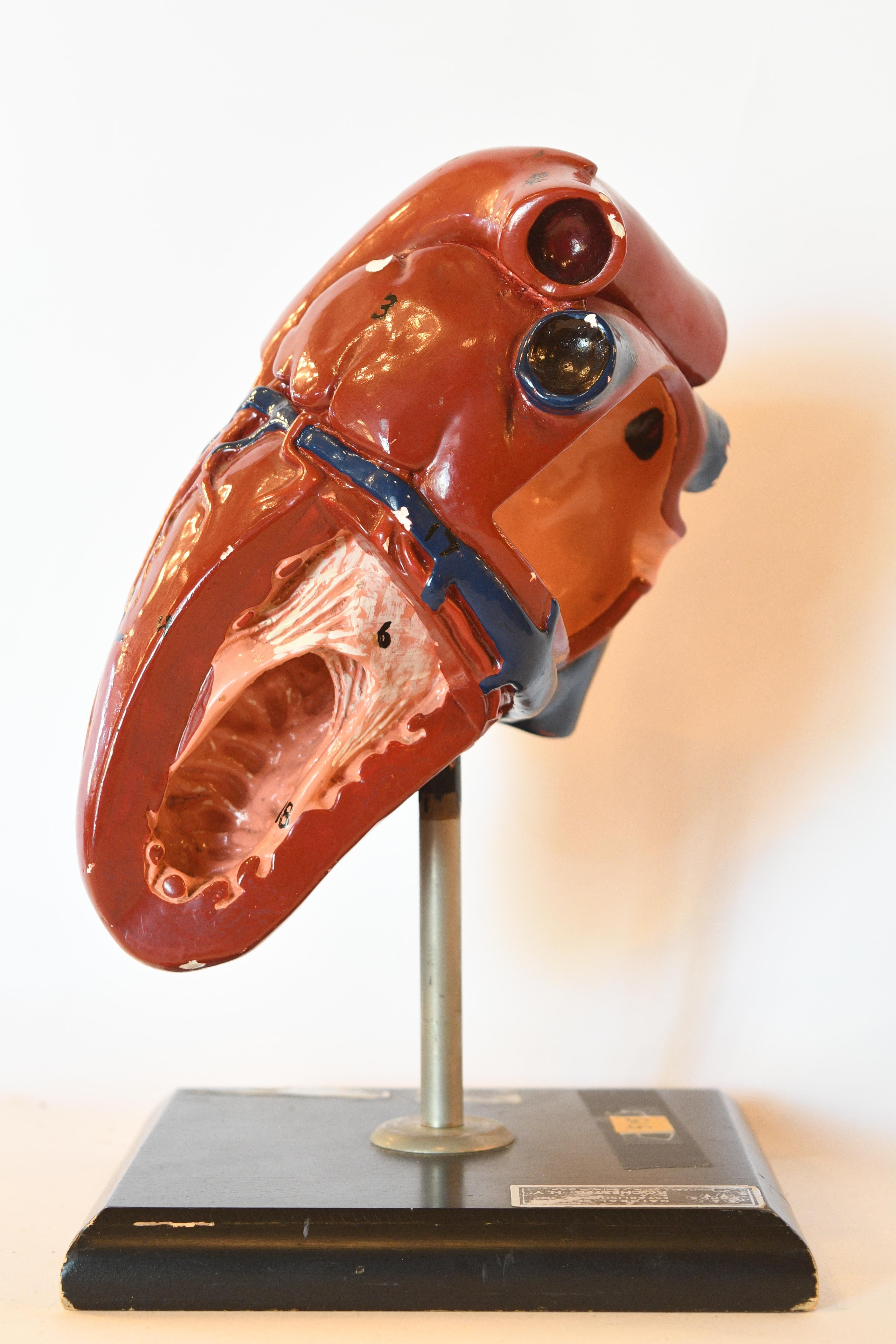 American Ceramic Anatomical Heart Model