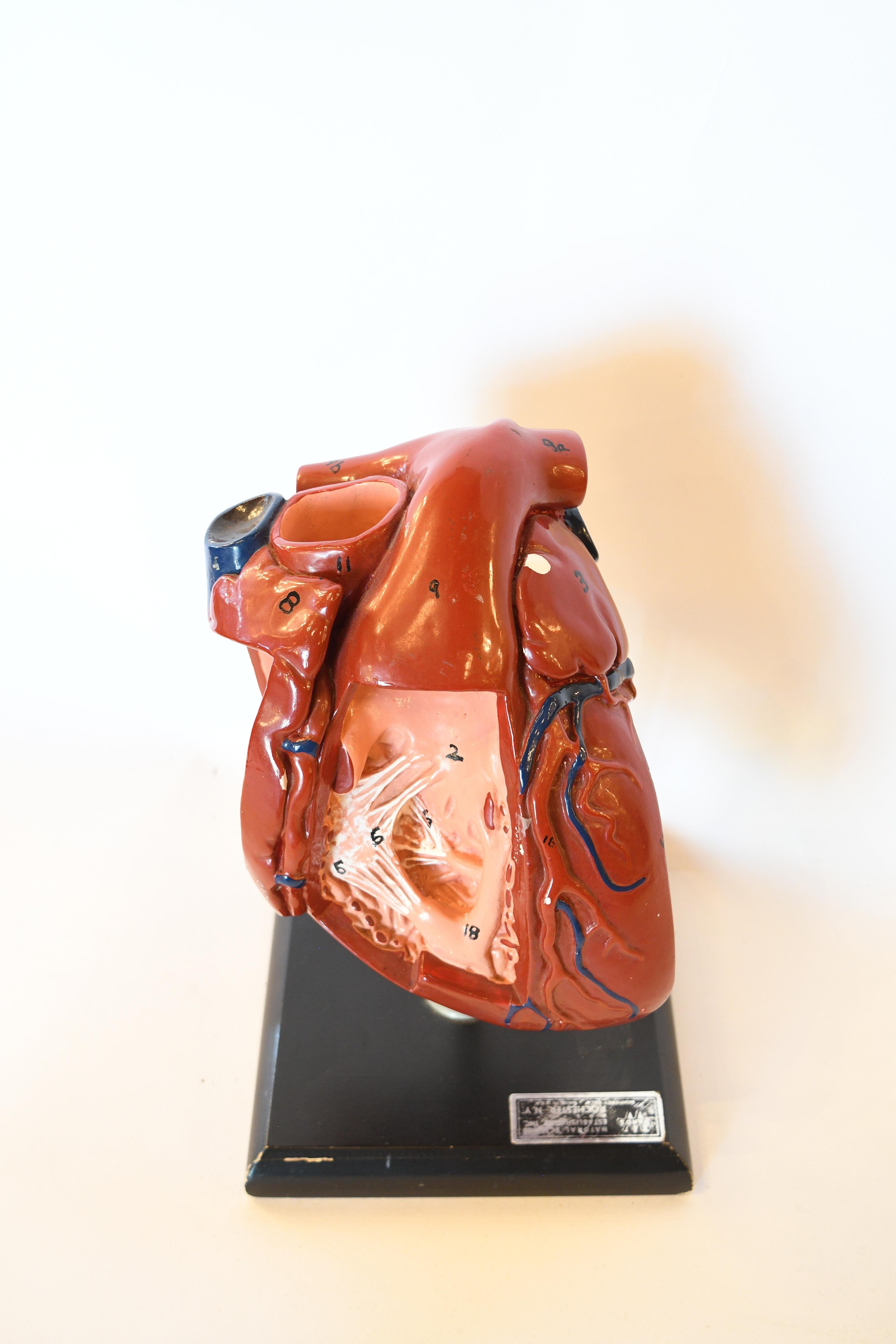 Ceramic Anatomical Heart Model In Good Condition In Minneapolis, MN