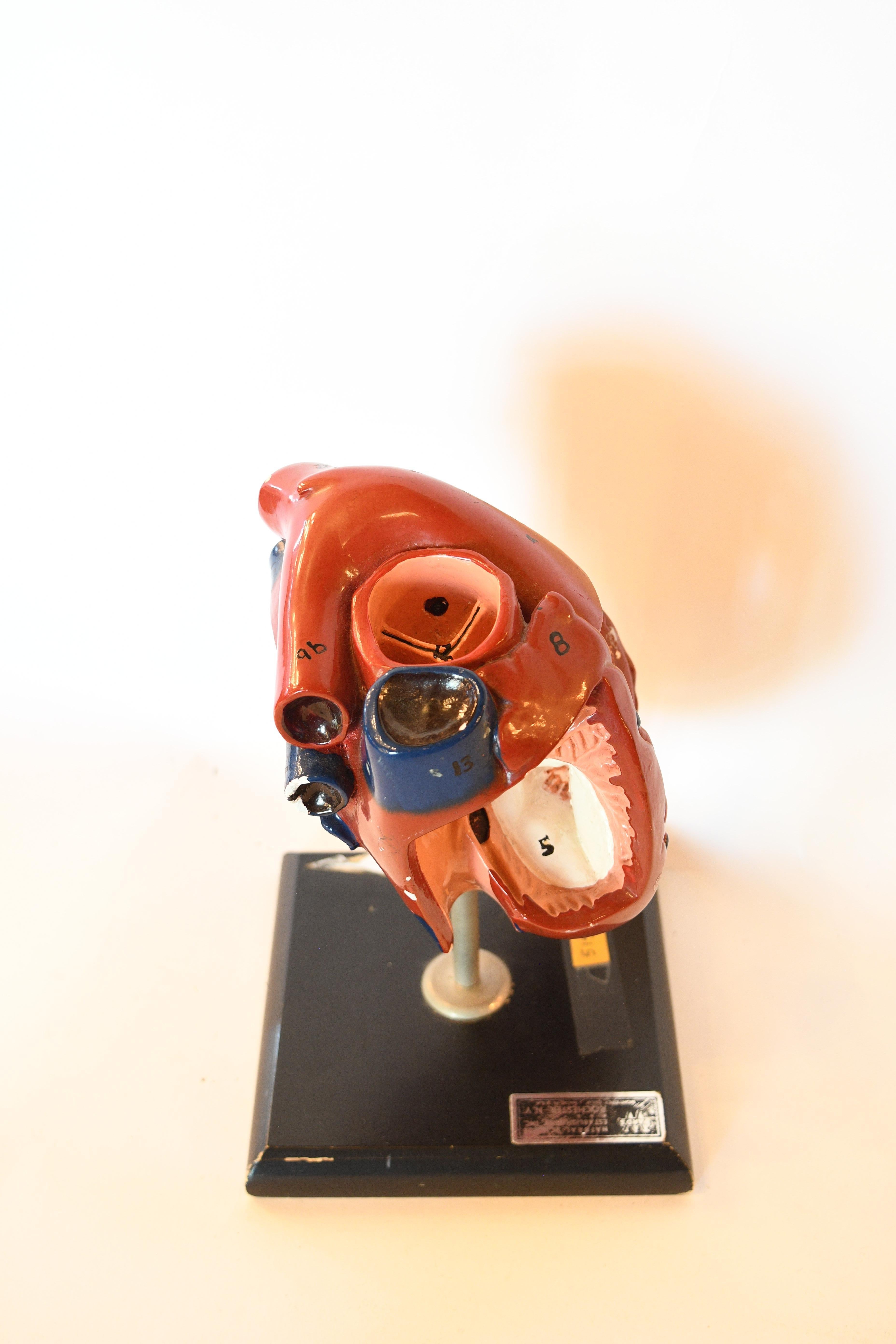 Mid-20th Century Ceramic Anatomical Heart Model