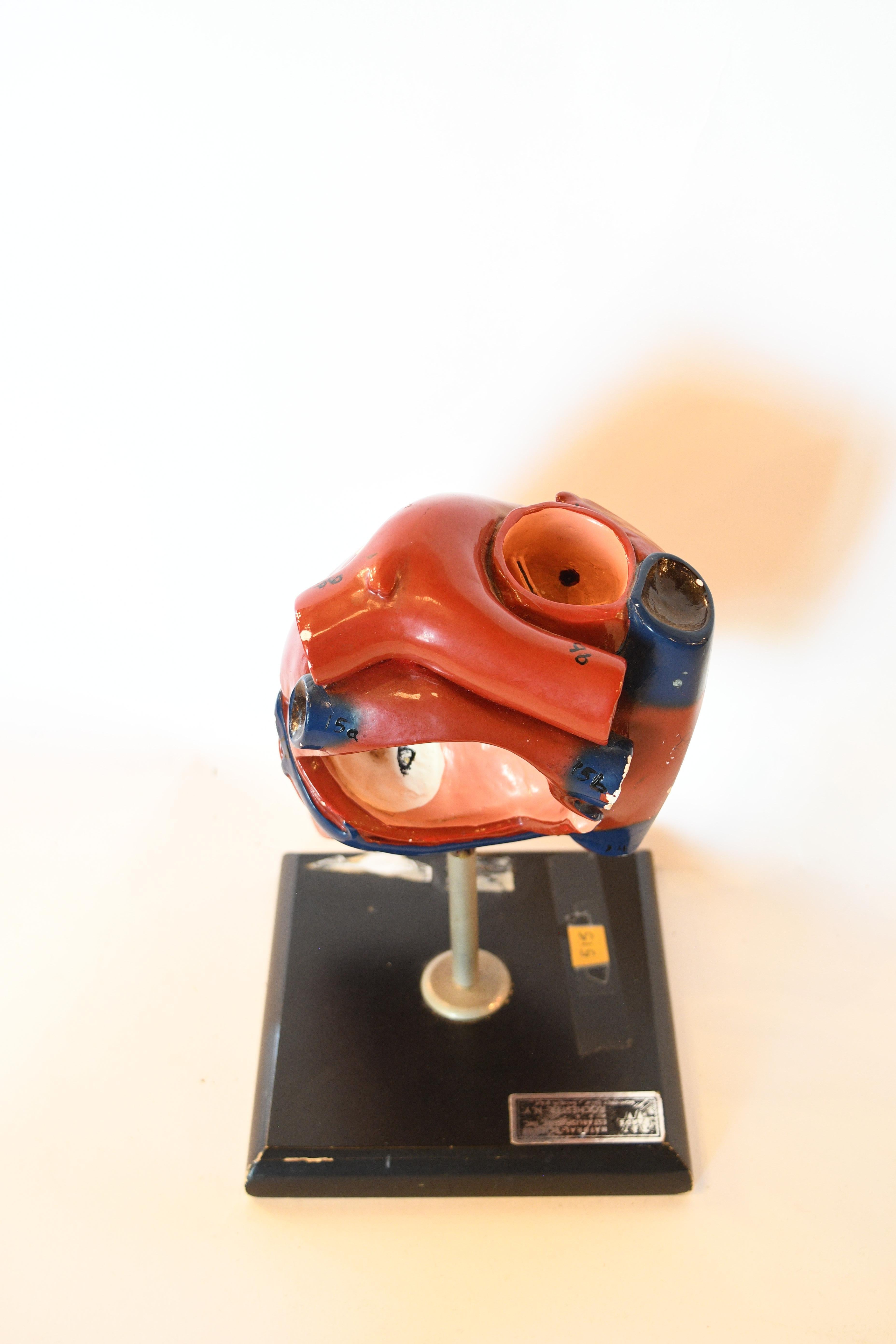 Ceramic Anatomical Heart Model 1