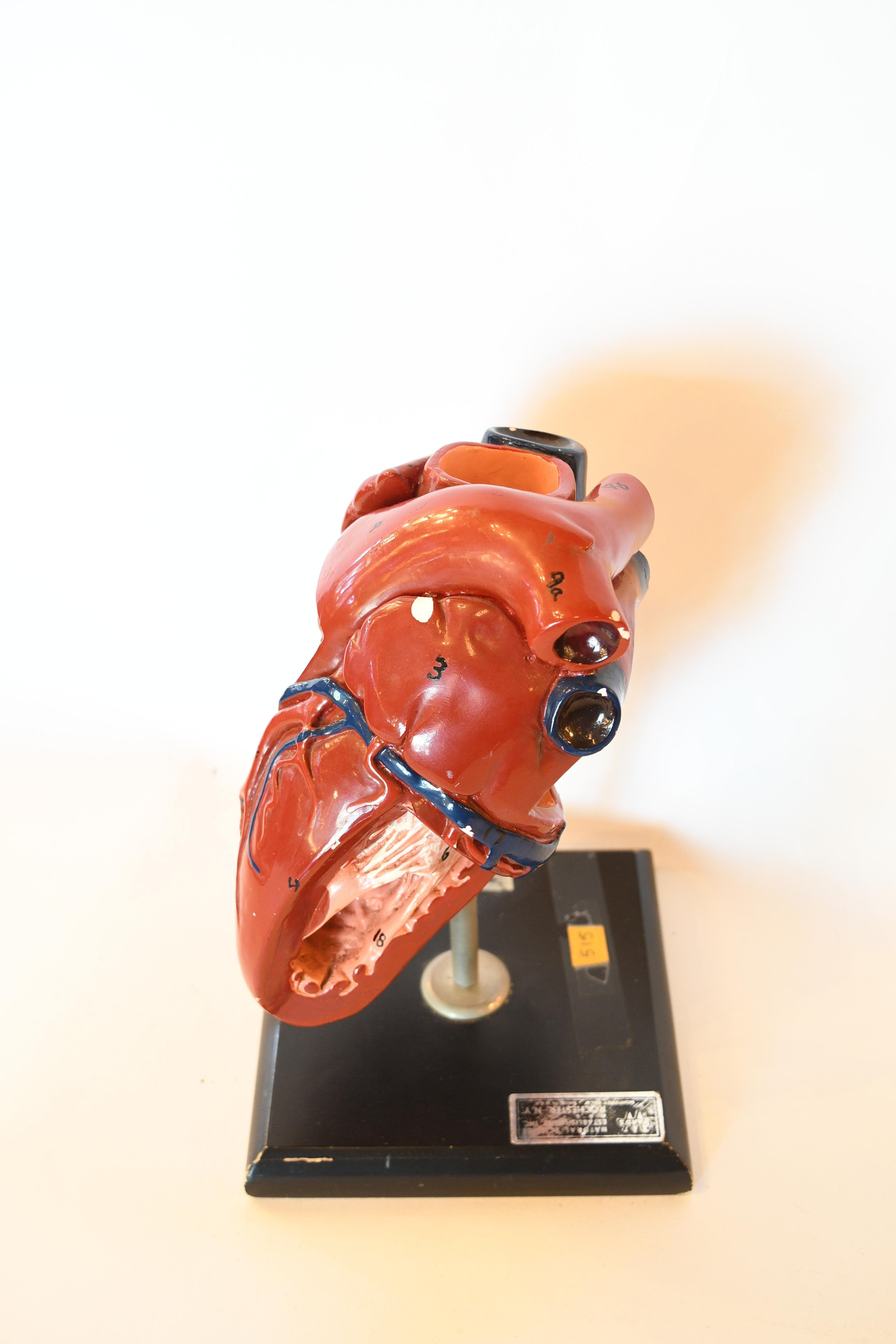 Ceramic Anatomical Heart Model 2
