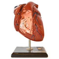 Vintage Ceramic Anatomical Heart Model