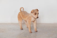 Ceramic Lifesize Wagging Dog, 1980s, Belgium