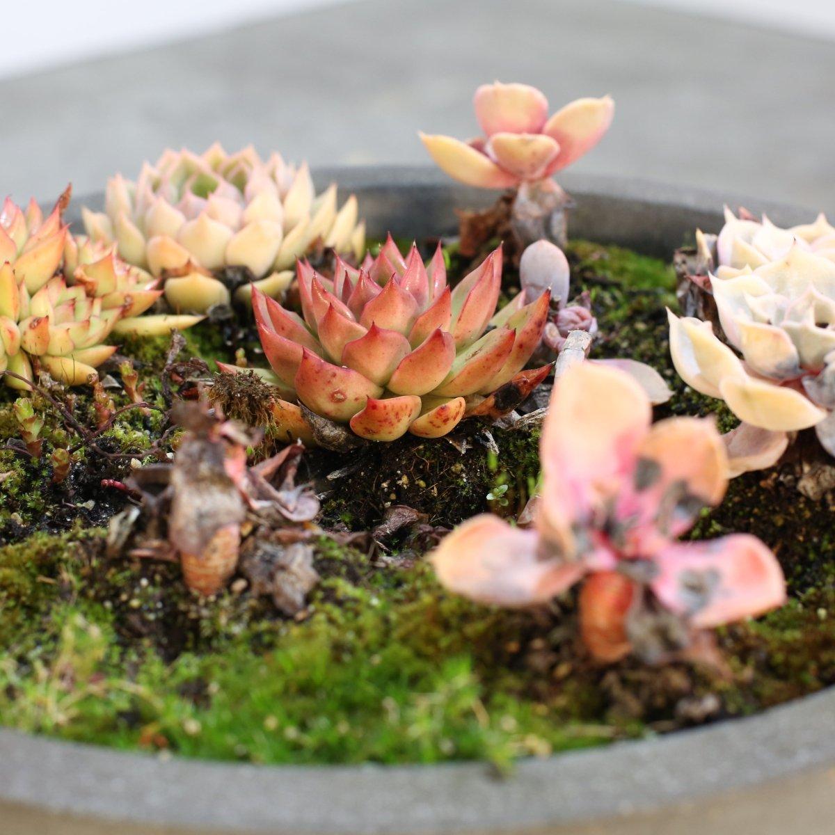 Ciotole per piante in ceramica con succulente, set da due in vendita 3