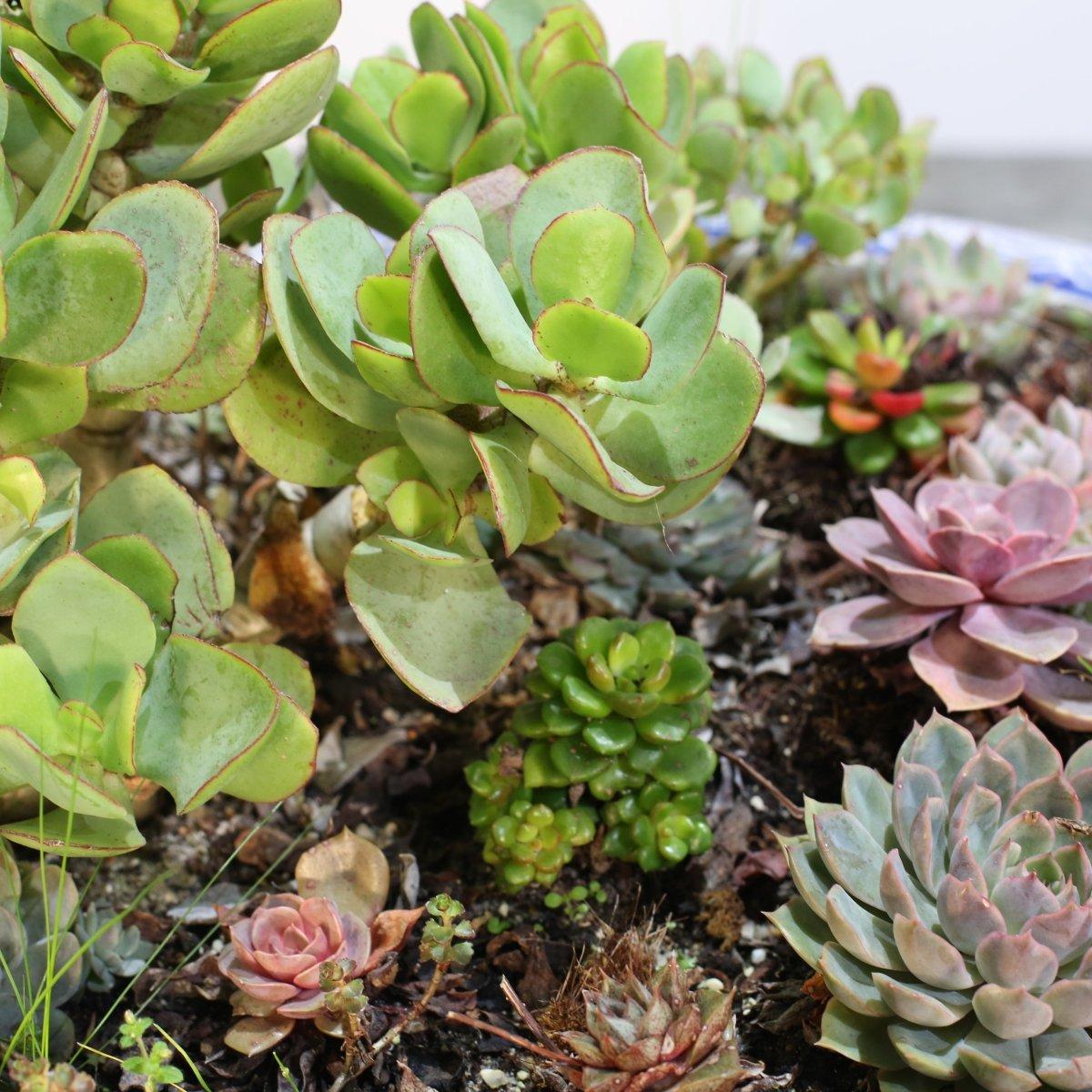 Sconosciuto Ciotole per piante in ceramica con succulente, set da due in vendita